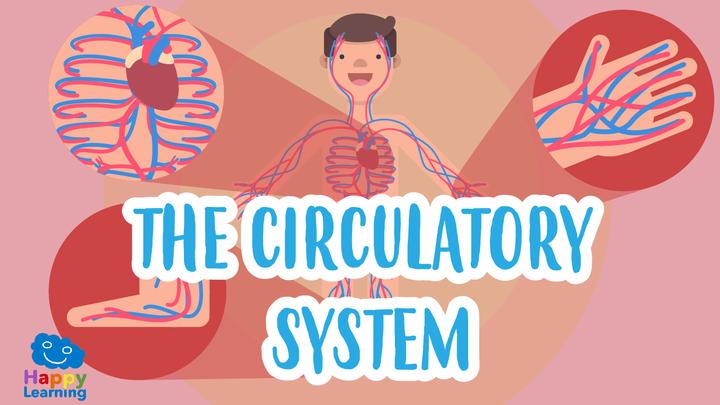 Circulatory System Video thumbnail