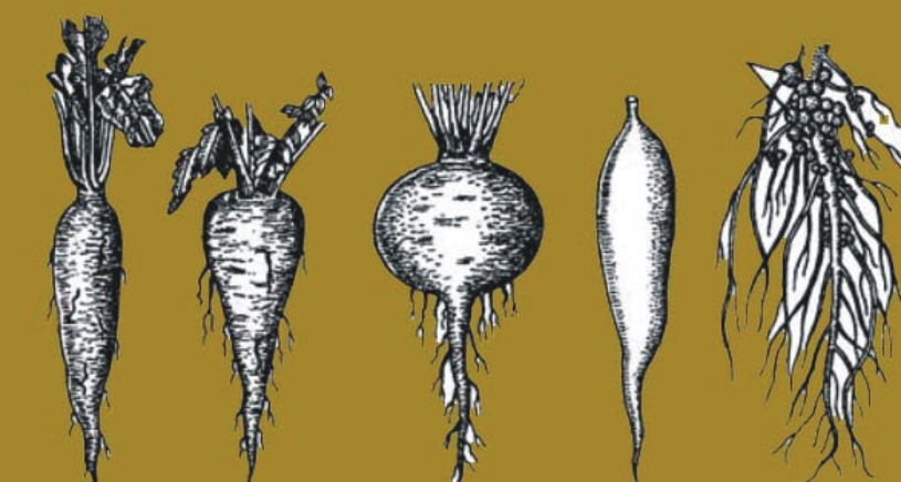 Root modifications in plants - circulatory system thumbnail