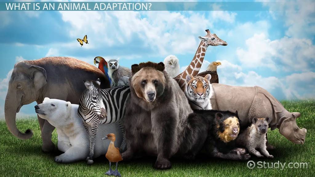 Animal Adaptations Video thumbnail