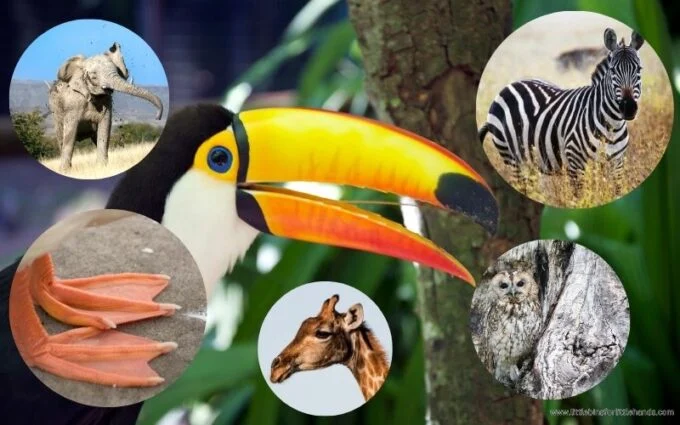 Adaptations In Animals And Birds thumbnail
